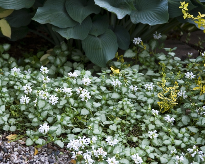 Dead Nettle - Lamium maculatum 'White Nancy' from Sloat Gardens