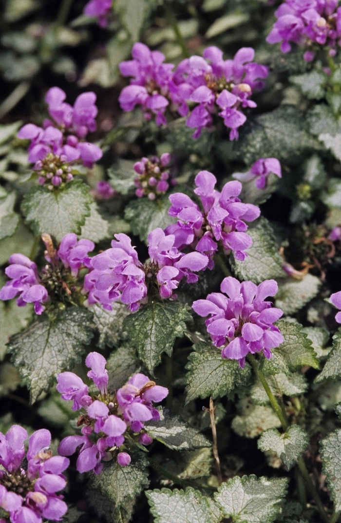 Dead Nettle - Lamium maculatum 'Orchid Frost' from Sloat Gardens