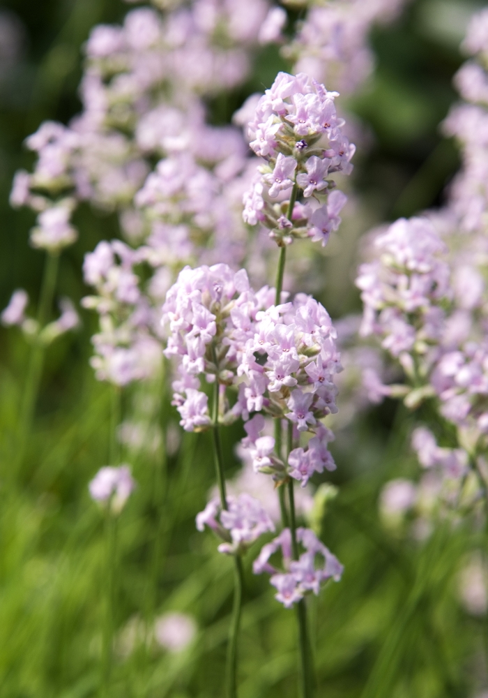 Jean Davis Lavender - Lavandula angustifolia 'Jean Davis' from Sloat Gardens