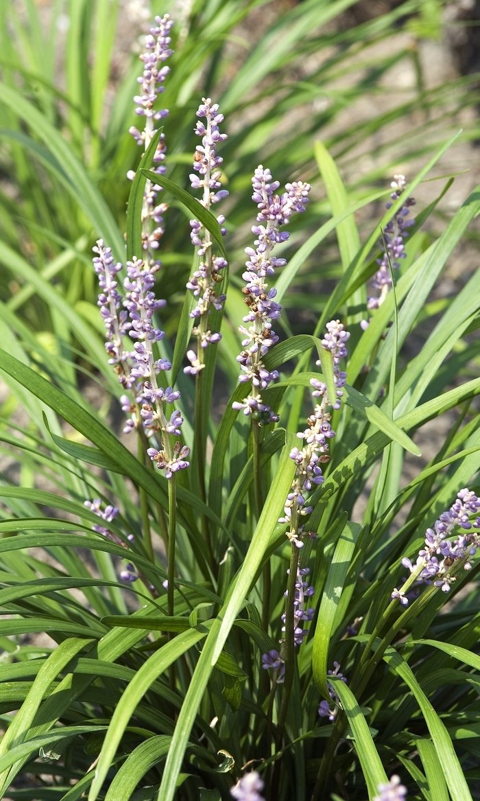Big Blue Liriope - Liriope spicata 'Big Blue' from Sloat Gardens