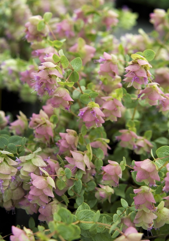 Ornamental Oregano - Origanum 'Kent Beauty' from Sloat Gardens