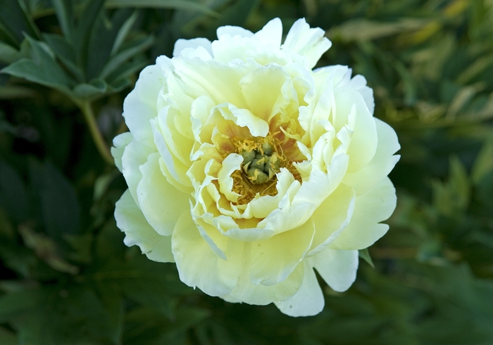Bartzella Peony - Paeonia 'Bartzella' from Sloat Gardens