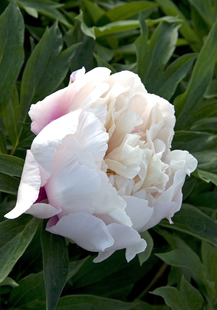 Cora Louise Peony - Paeonia 'Cora Louise' from Sloat Gardens