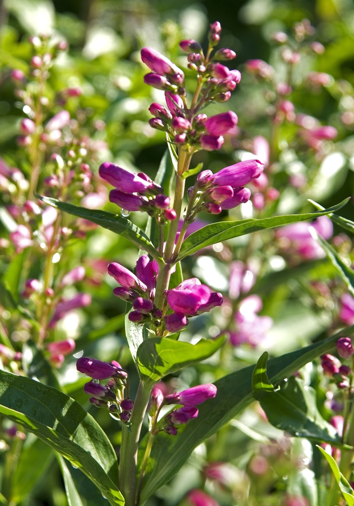 Utah Beardtongue - Penstemon barbatus from Sloat Gardens