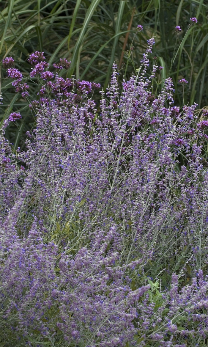 Russian Sage - Perovskia 'Little Spire' from Sloat Gardens