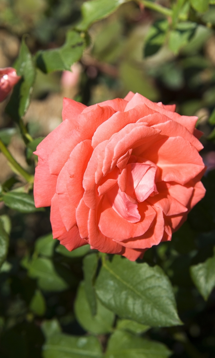 America Rose - Rosa climber 'America' from Sloat Gardens