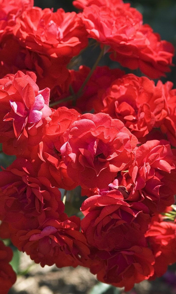 Showbiz Rose - Rosa Floribunda 'Showbiz' from Sloat Gardens
