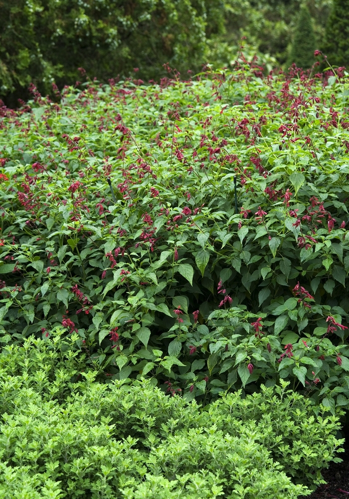 Furman's Red Autumn Sage - Salvia greggii 'Furman's Red' from Sloat Gardens