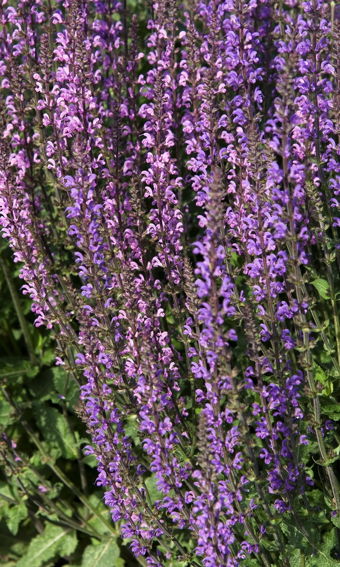  Sage - Salvia pratensis 'Twilight Serenade' from Sloat Gardens