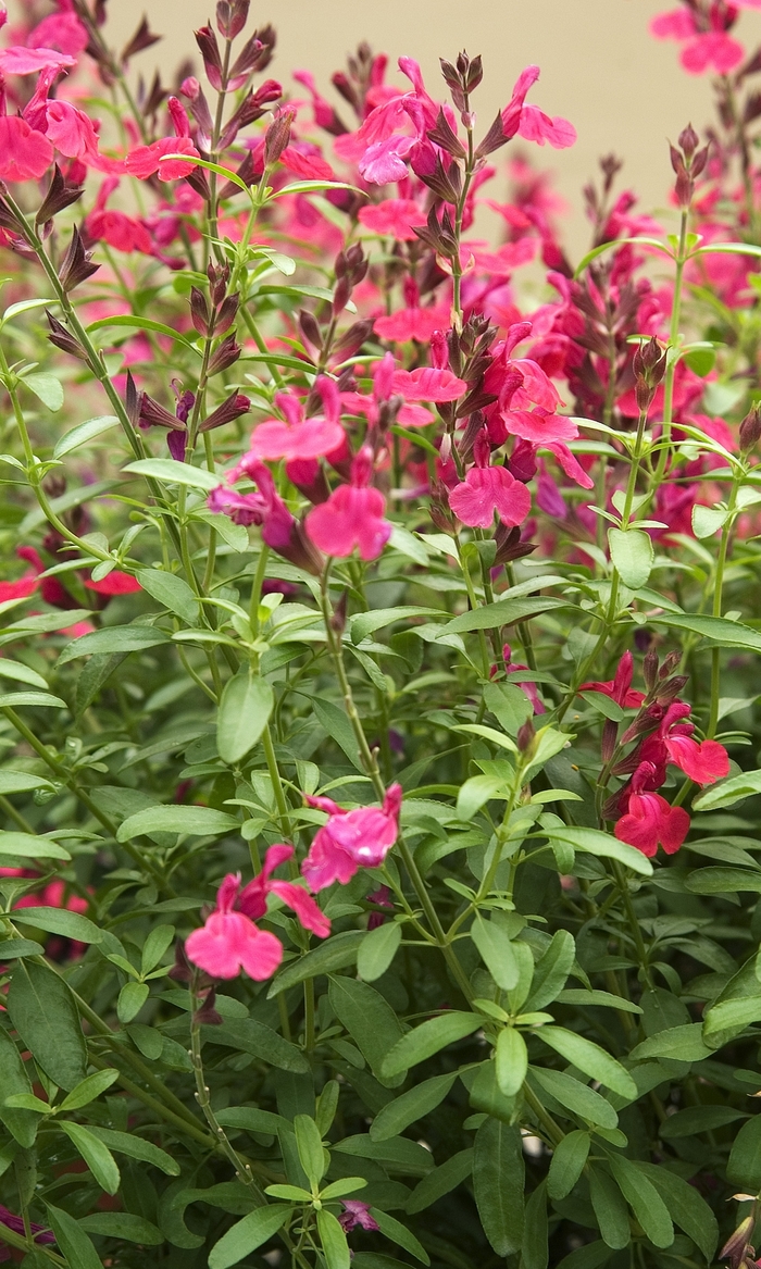 Autumn Sage - Salvia greggii 'Stampede Cherry' from Sloat Gardens