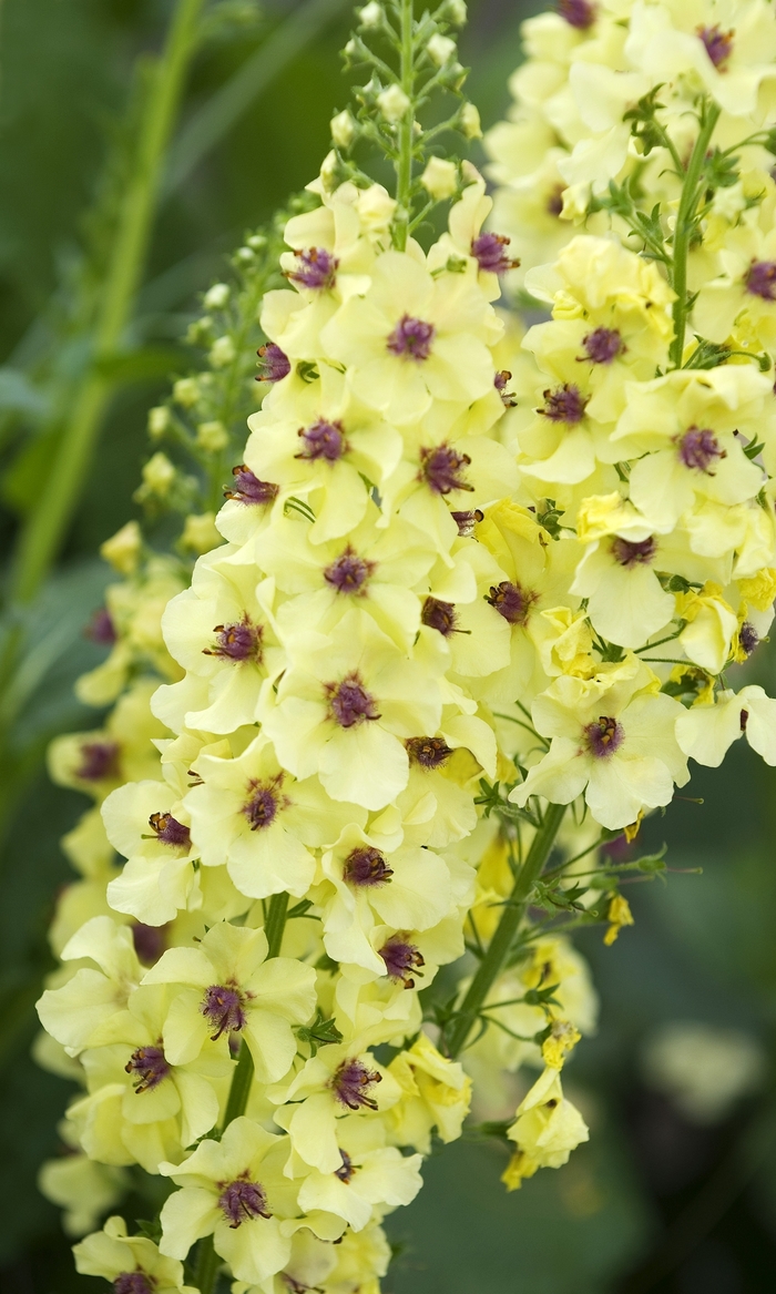 Hybrid Mullein - Verbascum x hybrida 'Southern Charm' from Sloat Gardens
