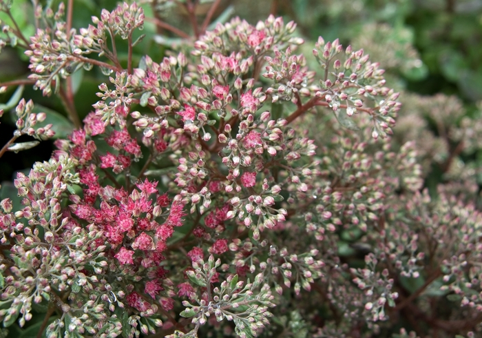 Stonecrop - Sedum 'Rose Glow' from Sloat Gardens