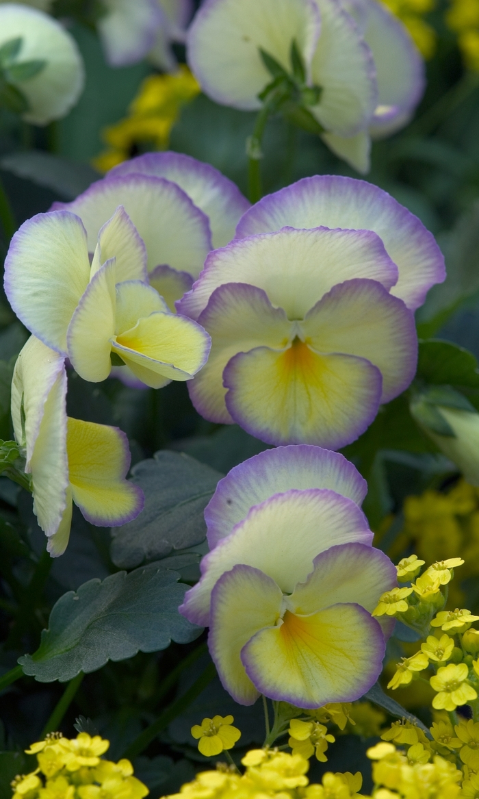 Viola - Viola 'Etain' from Sloat Gardens