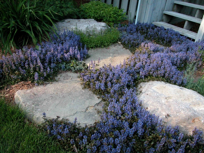 Dwarf Ajuga - Ajuga Reptans 'Chocolate Chip' from Sloat Gardens