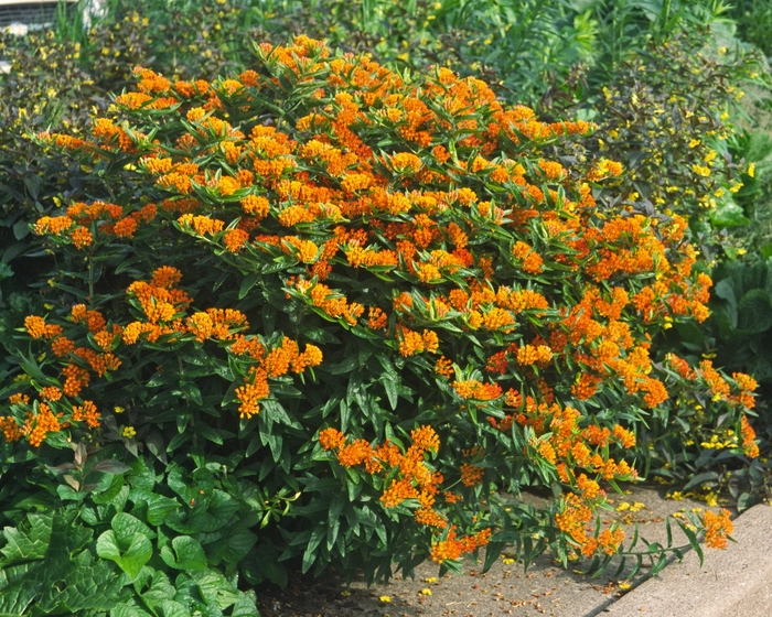 Butterfly Milkweed - Asclepias tuberosa from Sloat Gardens