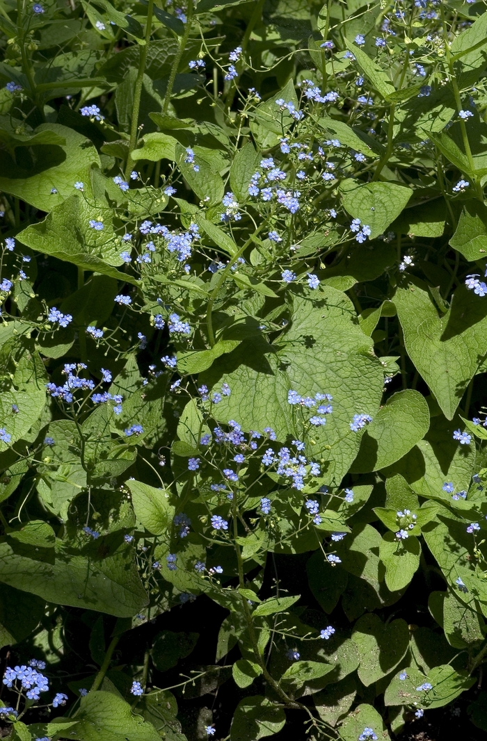 False forget-me-not - Brunnera macrophylla from Sloat Gardens