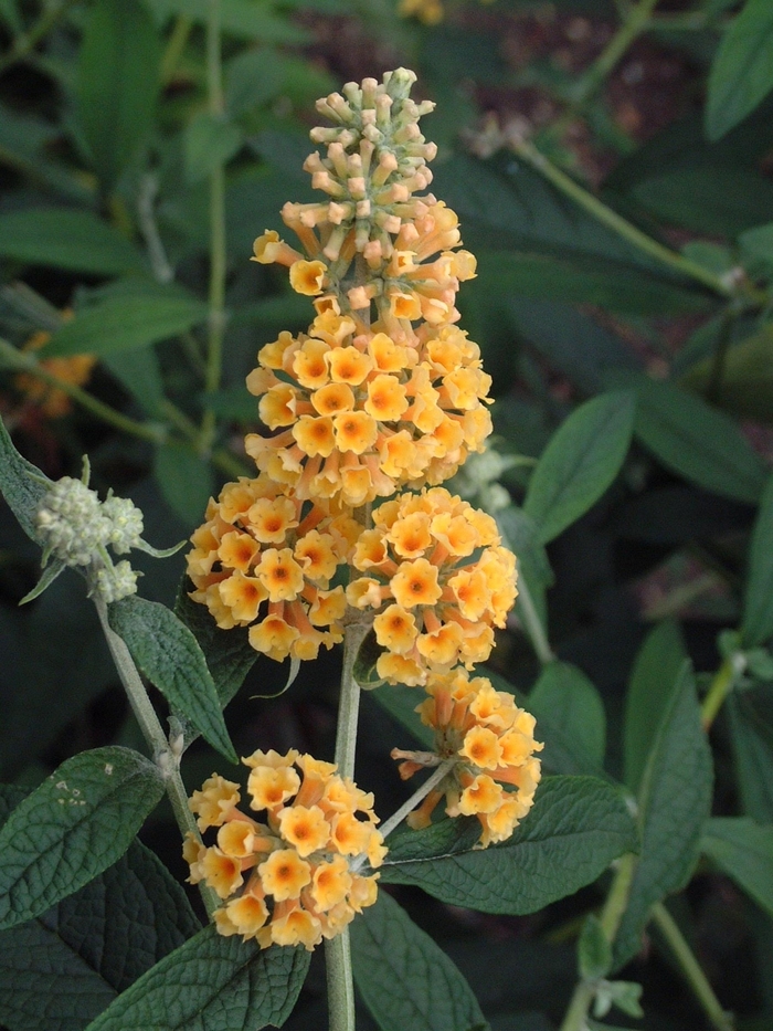 Butterfly Bush - Buddleia x 'Honeycomb' from Sloat Gardens