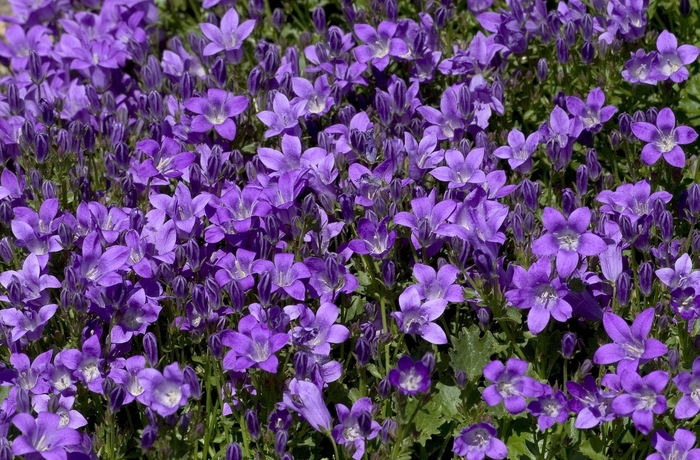 Bellflower - Campanula 'Birch Hybrid' from Sloat Gardens