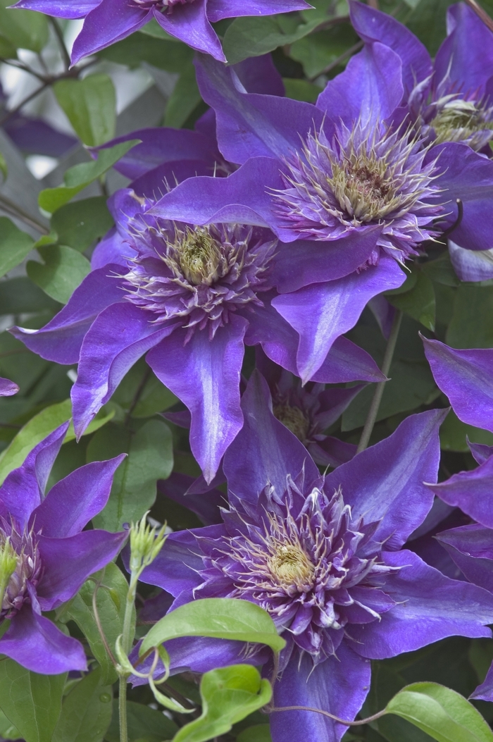 Clematis - Clematis 'Multi Blue' from Sloat Gardens