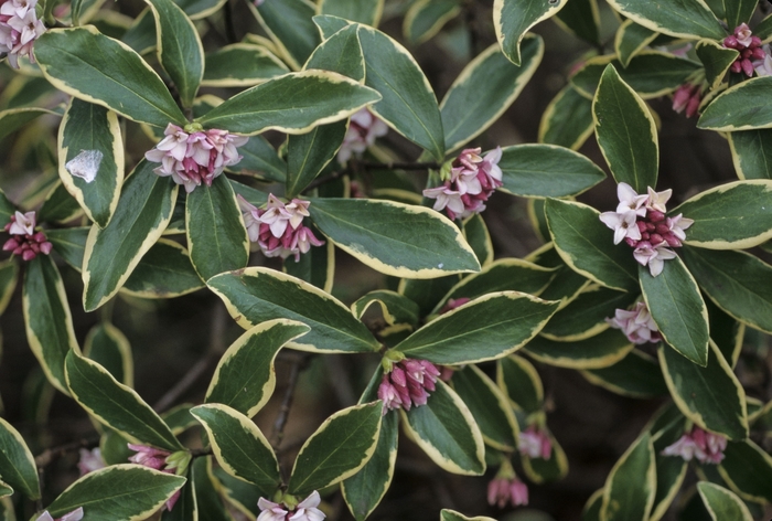 Winter Daphne - Daphne odora 'Aureo-marginata' from Sloat Gardens
