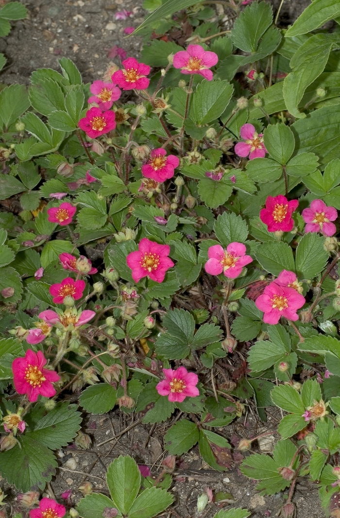 Ornamental Strawberry - Fragaria 'Lipstick' from Sloat Gardens