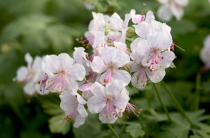 Biokovo Cranesbill - Geranium x cantabrigense 'Biokovo' from Sloat Gardens