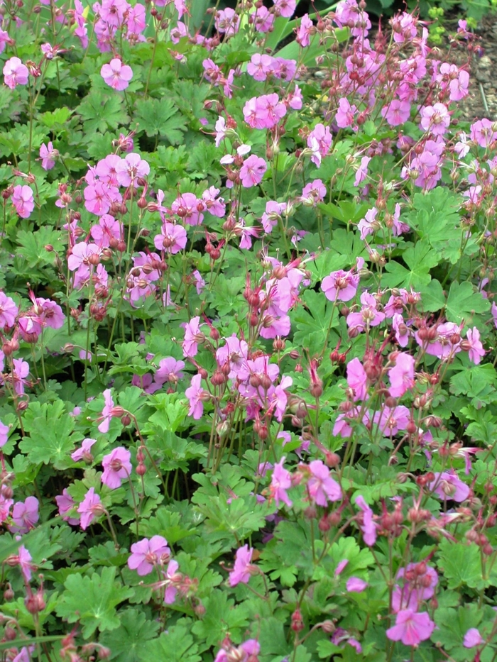 Geranium-Hardy - Geranium cantabrigiense 'Karmina' from Sloat Gardens