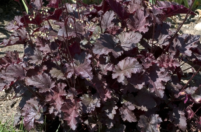 Stormy Seas Coral Bells - Heuchera 'Stormy Seas' from Sloat Gardens