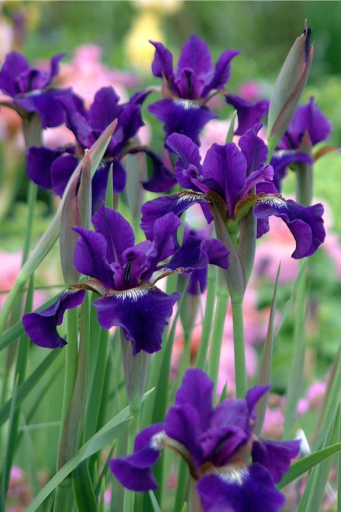 Siberian Iris - Iris sibirica 'Ruffled Velvet' from Sloat Gardens
