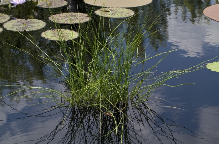 Corkscrew Rush - Juncus effusus 'Spiralis' from Sloat Gardens Corkscrew Rush - Juncus effusus 'Spiralis' from Sloat Gardens