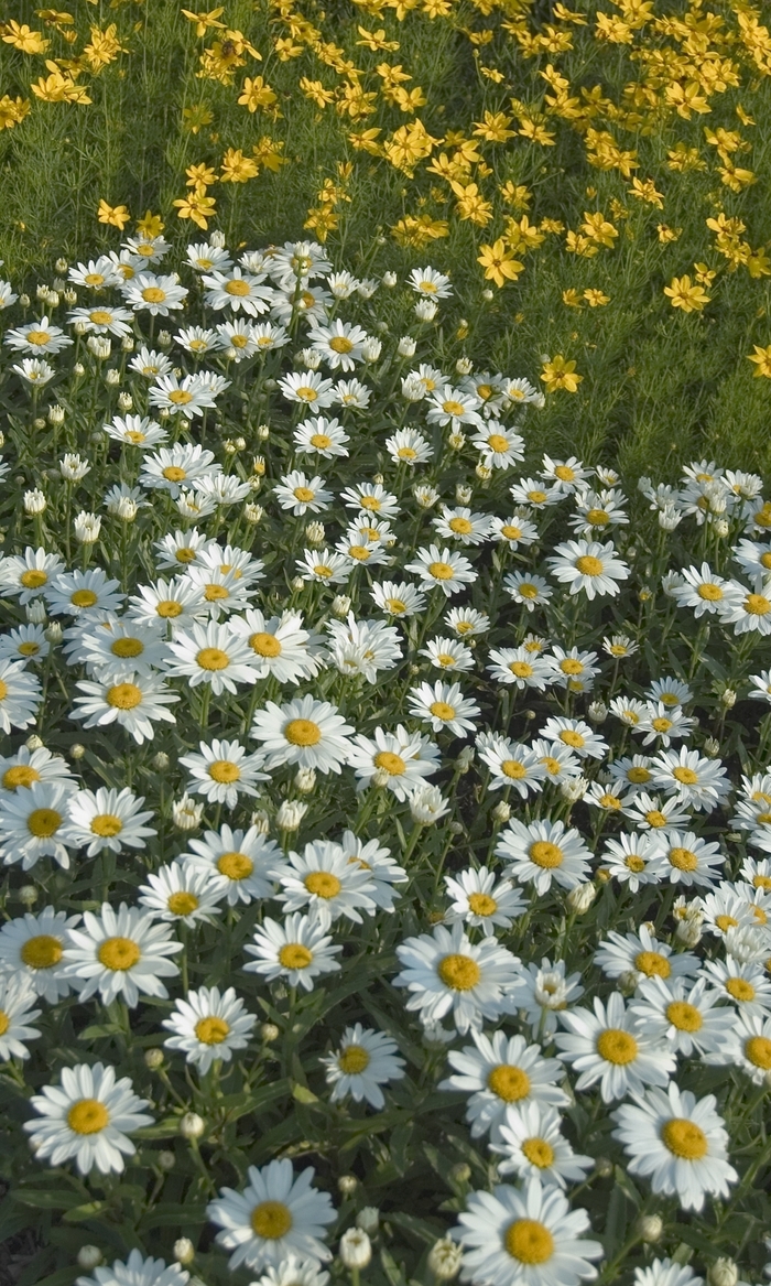 Shasta Daisy Snowcap - Leucanthemum superbum ''Snowcap'' from Sloat Gardens