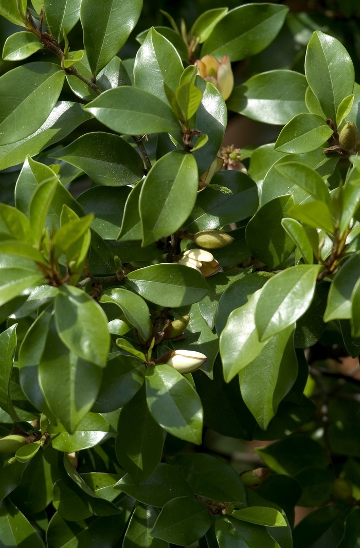 Banana Shrub - Michelia figo from Sloat Gardens