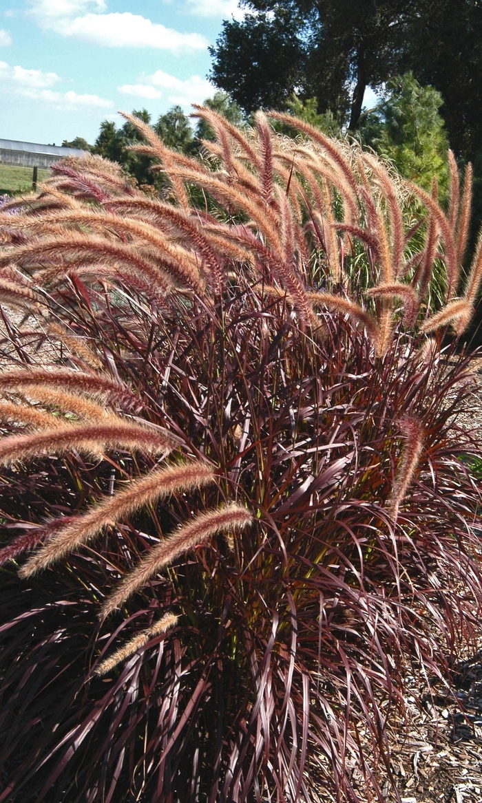Graceful Grasses™ - Pennisetum setaceum 'Rubrum' ' Rubrum Purple Fountain Grass' from Sloat Gardens