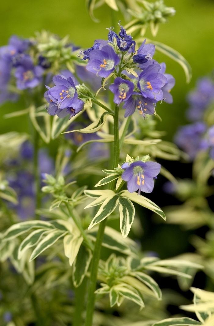 Variegated Jacob's Ladder - Polemonium caeruleum 'Brise d'Anjou' from Sloat Gardens