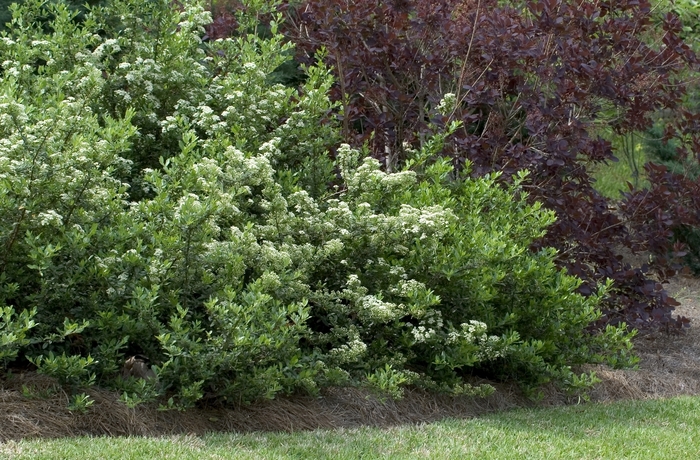  Firethorn - Pyracantha 'Mojave' from Sloat Gardens