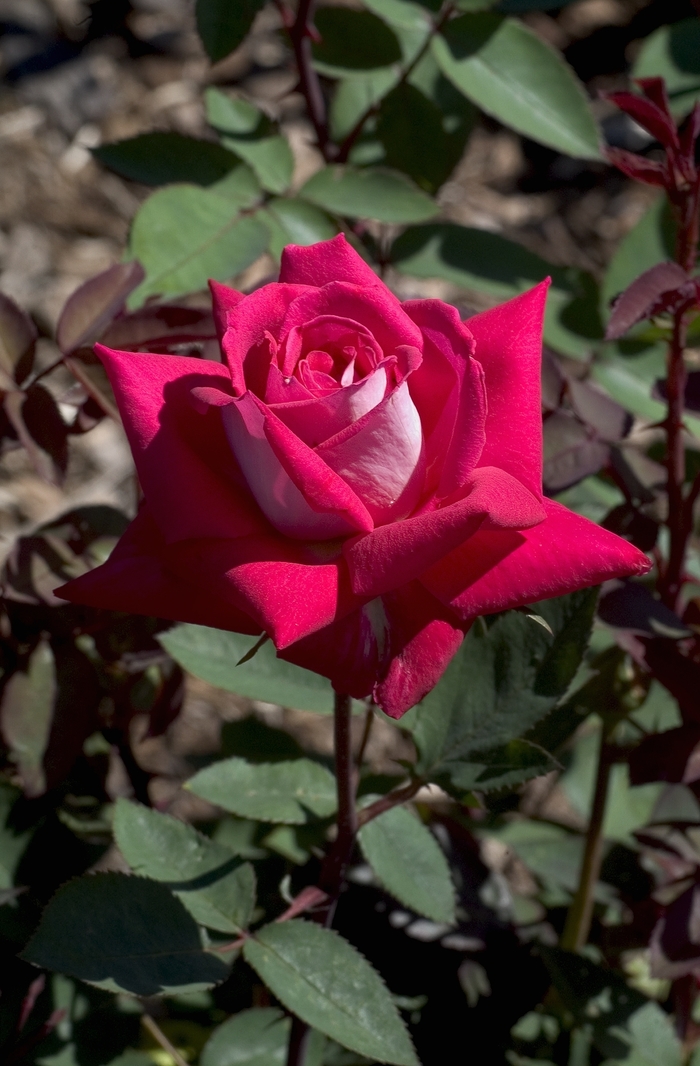 Love Rose - Rosa Grandiflora 'Love' from Sloat Gardens