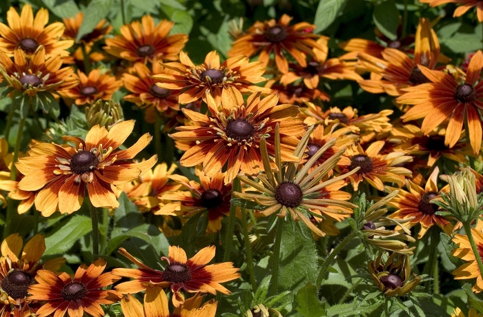 Black-eyed Susan - Rudbeckia hirta 'Autumn Colors' from Sloat Gardens