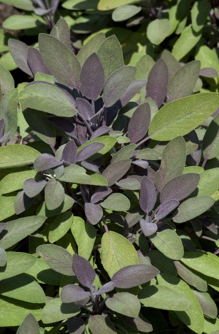 Purple Sage - Salvia officinalis 'Purpurascens' from Sloat Gardens