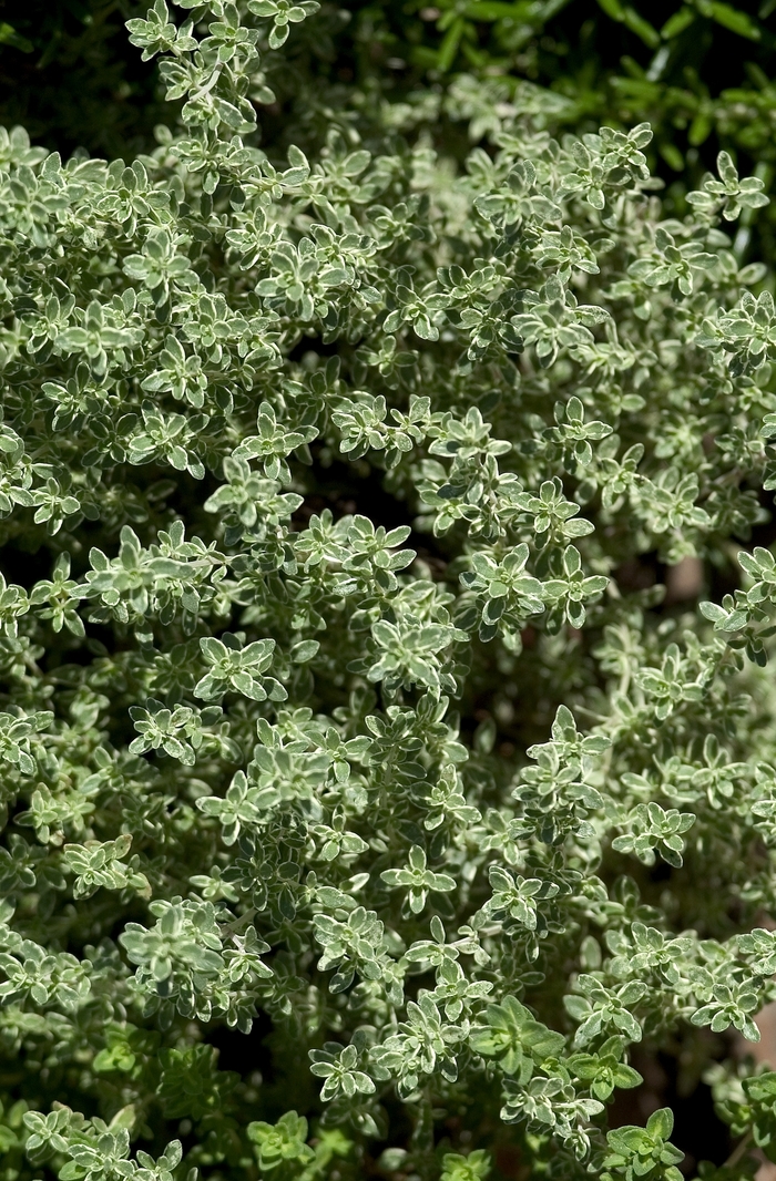 Silver-edge Thyme - Thymus citriodorus 'Argenteus' from Sloat Gardens Silver-edge Thyme - Thymus citriodorus 'Argenteus' from Sloat Gardens