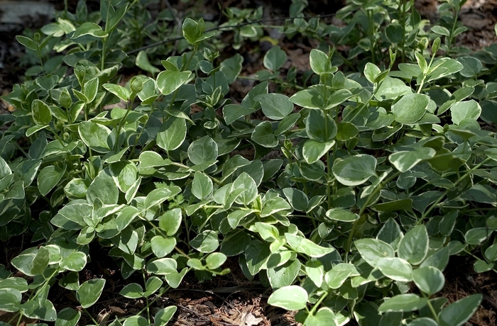 Periwinkle - Vinca major 'Variegata' from Sloat Gardens
