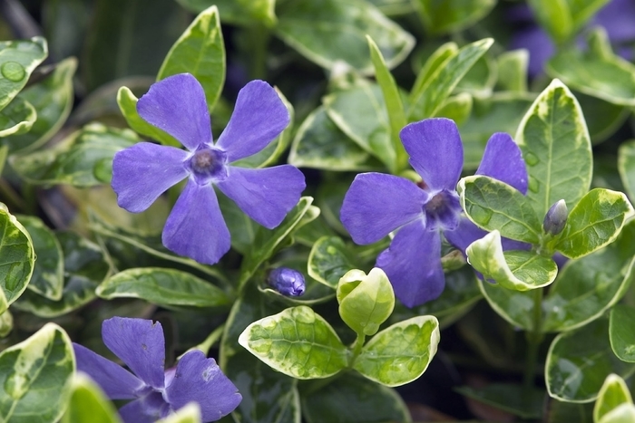 White variegated Vinca - Vinca minor ''Ralph Shugert'' from Sloat Gardens