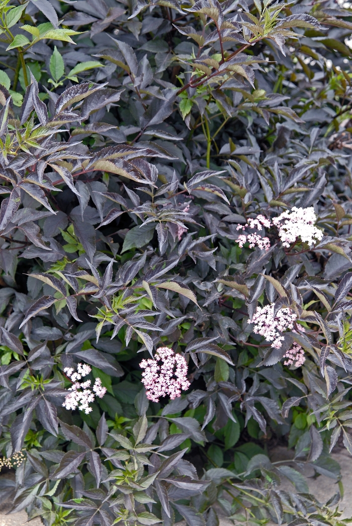 Black Beauty™ - Elderberry from Sloat Gardens