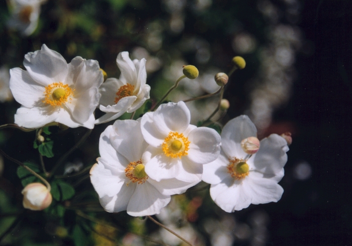 Honorine Jobert Anemone - Anemone x hybrida 'Honorine Jobert' from Sloat Gardens