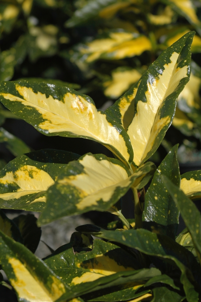 Japanese Aucuba - Aucuba japonica 'Picturata' from Sloat Gardens