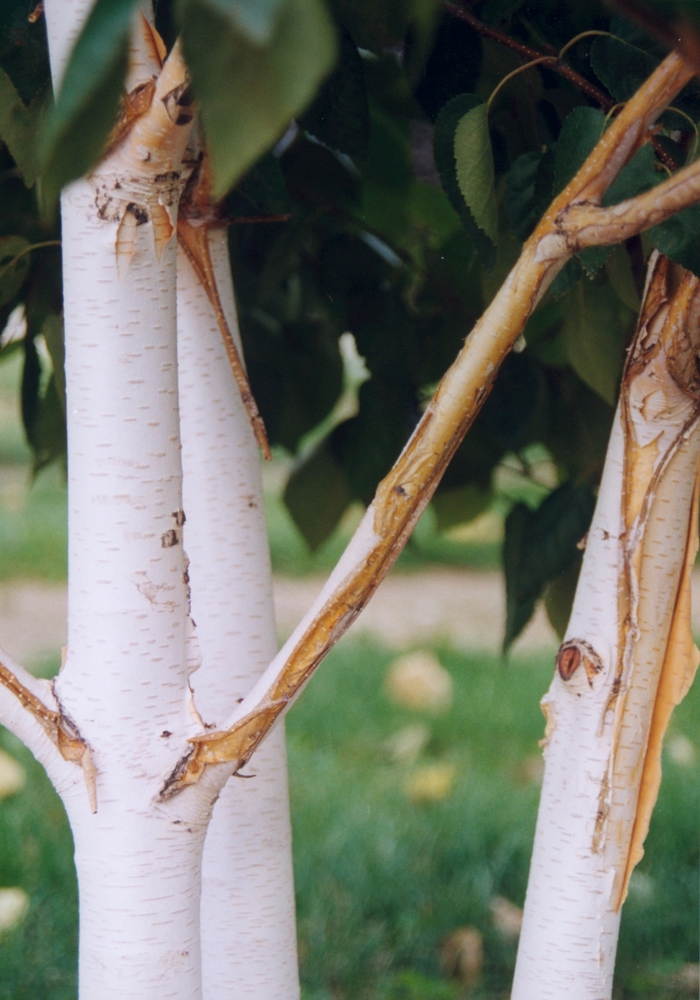 Whitebarked Himalayan Birch - Betula jacquemontii from Sloat Gardens