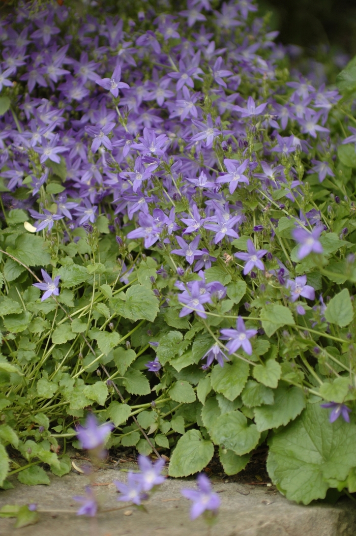Bellflower - Campanula porscharskyana from Sloat Gardens Bellflower - Campanula porscharskyana from Sloat Gardens