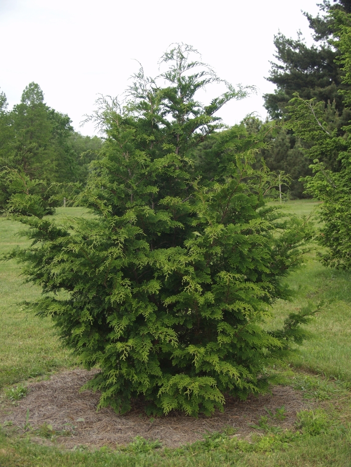 Hinoki False Cypress - Chamaecyparis obtusa from Sloat Gardens