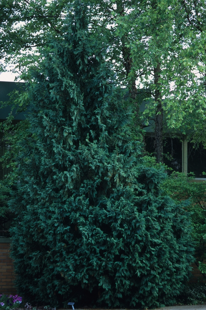 Slender Hinoki Cypress - Chamaecyparis obtusa 'Gracilis' from Sloat Gardens
