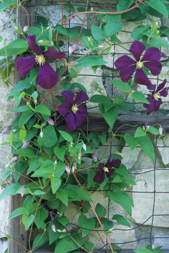 Clematis - Clematis viticella 'Etoile Violette' from Sloat Gardens
