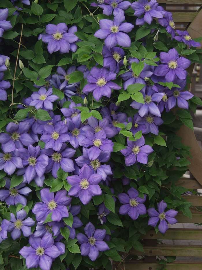 General Sikorski Clematis - Clematis 'General Sikorski' from Sloat Gardens